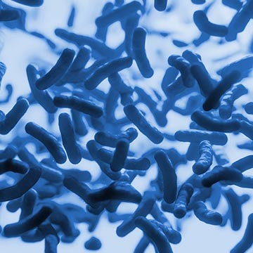 Nahaufnahme von blauen Bakterien unter dem Mikroskop